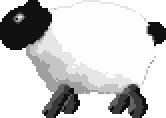 2nd plague sheep